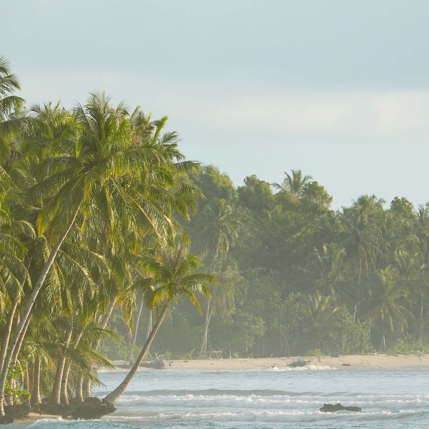 mentawai-palms